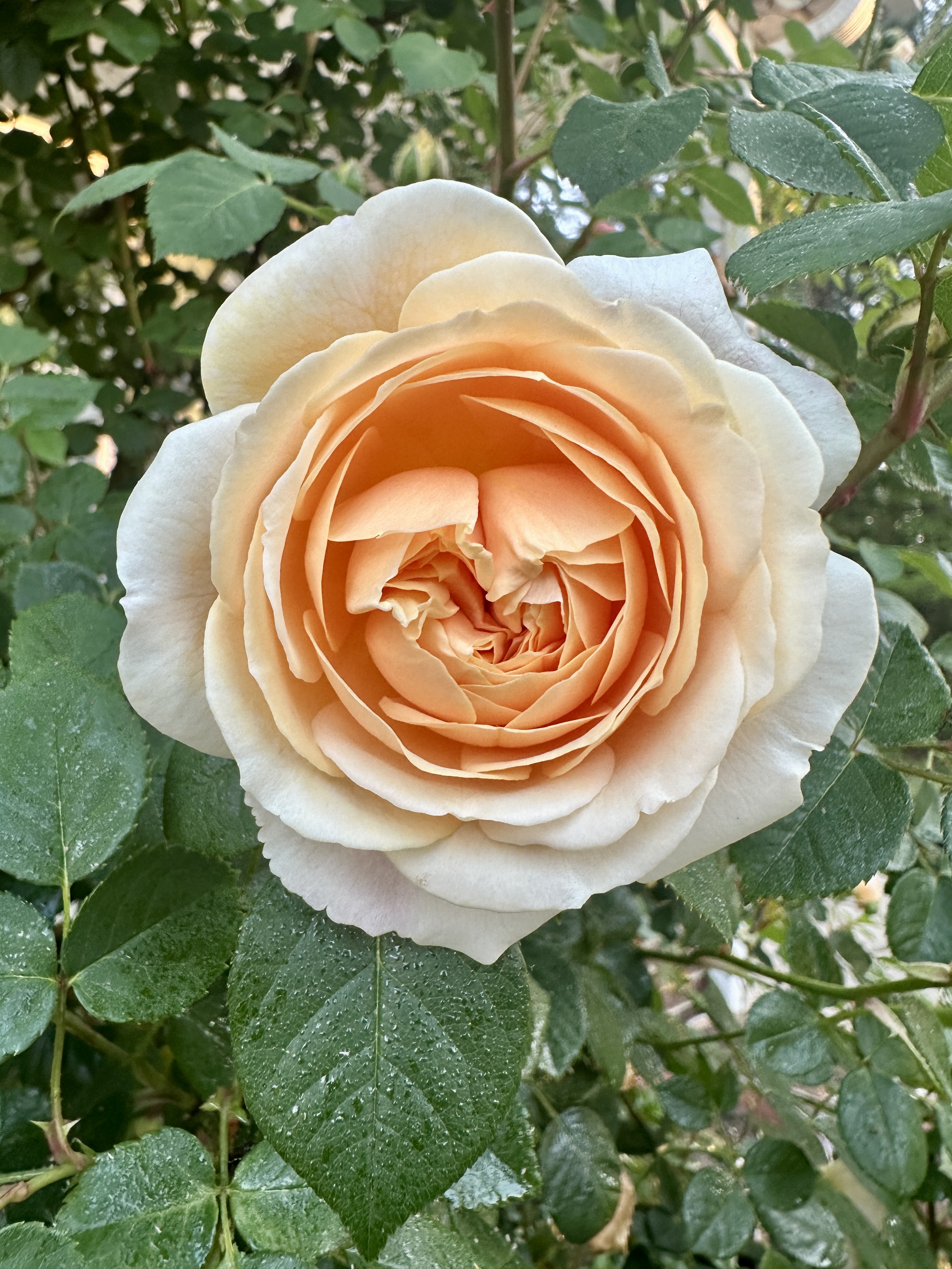 Roy G Biv